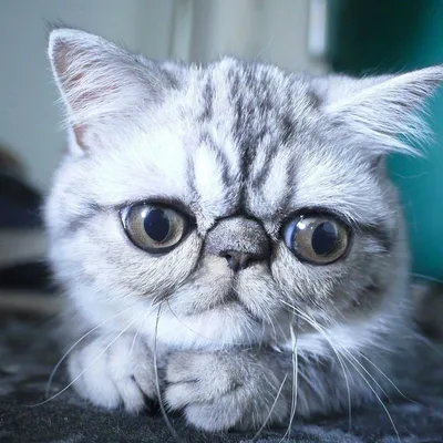 9 пород кошек с самыми большими глазами. Как выглядят кошки с самыми  красивыми глазами