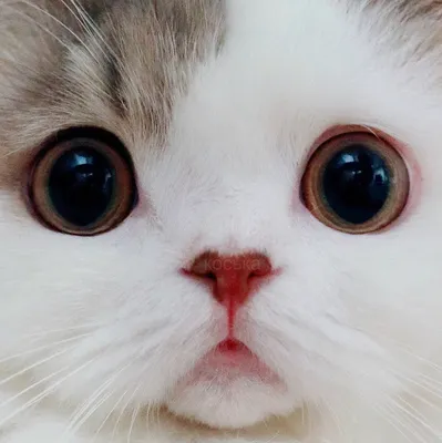 Морда британского кота с большими глазами. Устрашенное животное Стоковое  Изображение - изображение насчитывающей волосы, взволнованность: 193054925