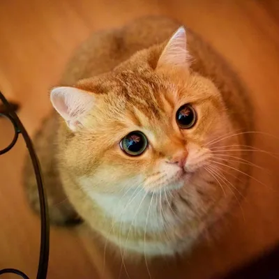 Картинки - Мохнатый рыжий кот смотрит большими зелеными глазами в окно