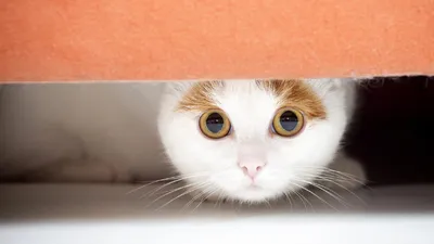 Gimo - кот с большими глазами | Пикабу
