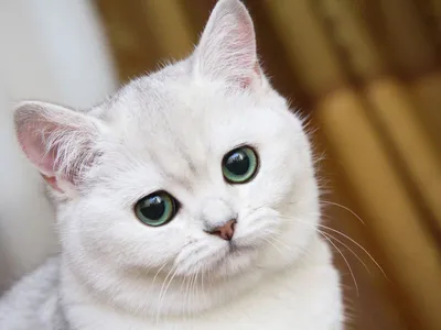 Невероятно большие глаза кота сделали его интернет-сенсацией (фото, видео)  - «ФАКТЫ»