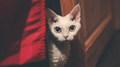 Кот с большими глазами как у кота…» — создано в Шедевруме