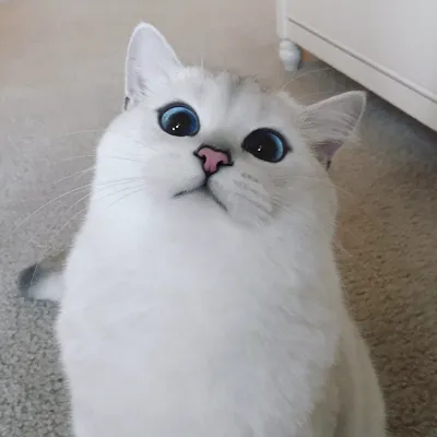 Красивый кот с большими глазами Стоковое Изображение - изображение  насчитывающей глаза, прелестное: 147980777