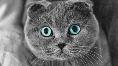 Кот с большими глазами порода - 73 фото