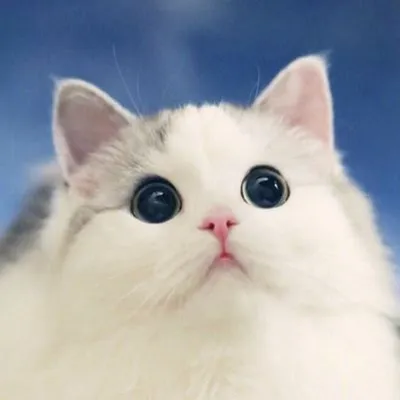 портрет кошки с большими глазами Стоковое Фото - изображение насчитывающей  разведенными, котенок: 278101992