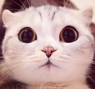 Пучеглазики: топ-10 кошек с самыми большими глазами - Питомцы Mail.ru