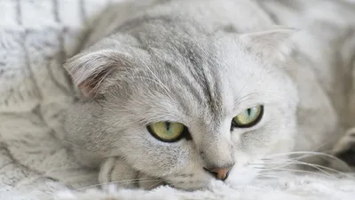 Пятёрка знаменитых кошек с большими глазами! | МанкиБлог | Дзен