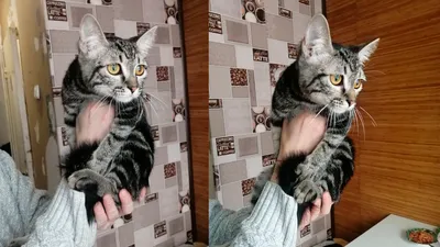 Хозяйка «самого грустного кота в мире» рассказала его счастливую историю -  Газета.Ru | Новости