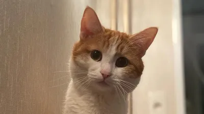 Красивый большой случайный золотой кот с грустными оранжевыми глазами.  Longhaired красный кот с пушистым хвостом Стоковое Изображение -  изображение насчитывающей намордник, отечественно: 214373355