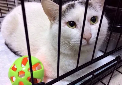 Котик с грустными бездонными глазами | Пикабу