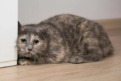 Пушистый котёнок с грустными глазами - Коты, кошки, котята - Животные -  Картинки на рабочий стол