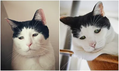 Порода кошек с грустными глазами - картинки и фото koshka.top