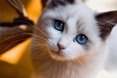 Рыжий кот с грустными глазами