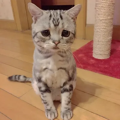 Фото Вислоухий котик с грустными глазами