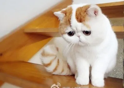 Кошечка с необычным окрасом и грустными глазами ищет дом в Волгодонске