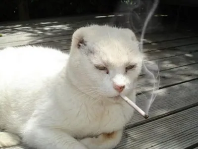 Курящий кот 2.0 | Пикабу