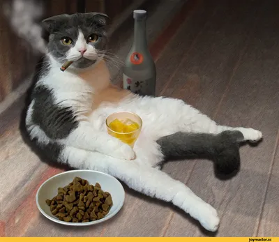 плохой кот с сигаретой постер коты и собаки 12877749 купить за 707 ₽ в  интернет-магазине Wildberries