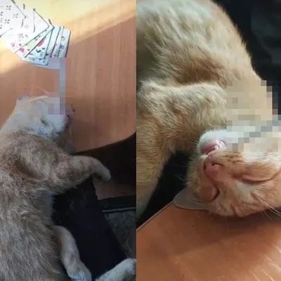 Творит такой ужас»: школьницу осудили за фото накуренного кота под  Новосибирском - KP.RU