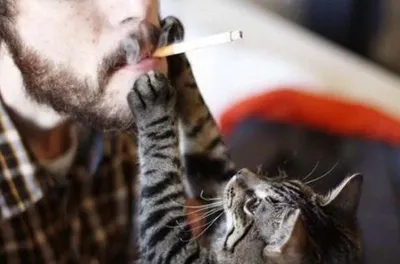В Тюмени живодеры прожгли кошке нос бычком от сигареты | Наша Газета