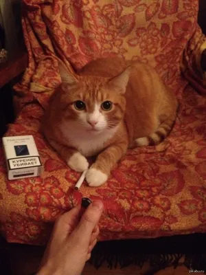 Сигарета кота куря стоковое изображение. изображение насчитывающей камера -  45089793