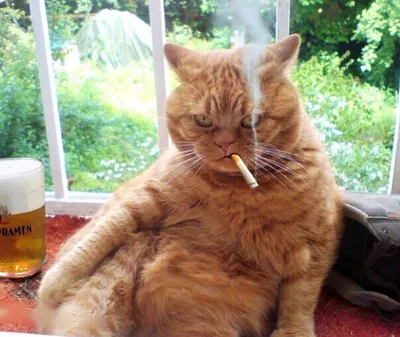 Курящий кот (46 фото) | Смешные фотографии животных, Котята, Морды животных
