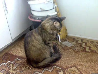 плохой кот с сигаретой постер коты и собаки 12877749 купить за 707 ₽ в  интернет-магазине Wildberries