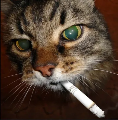 Почему кошки курят, а коты нет? | Смешные кошки | Дзен