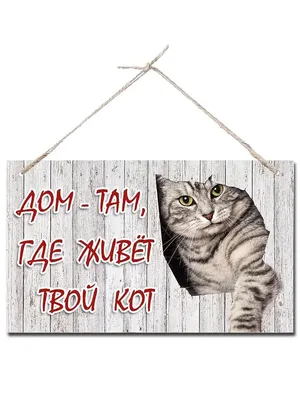Табличка, осторожно злой кот, прикол, на дверь, на забор, 25 см, 18 см -  купить в интернет-магазине OZON по выгодной цене (828012894)