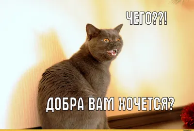 О мой кот. | Без кота и жизнь не та ツ | ВКонтакте
