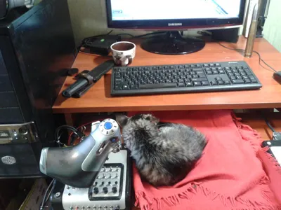 В США инженер проверял серверы, а его кот прыгнул на клавиатуру и стёр все  данные / Новости высоких технологий / magSpace.ru