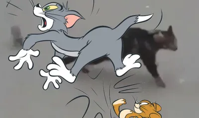 Настоящие Том и Джерри: смелая крыса прогнала кота со своей территории