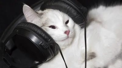 Фото Рыжий кот слушает музыку в наушниках, автор AliceSad