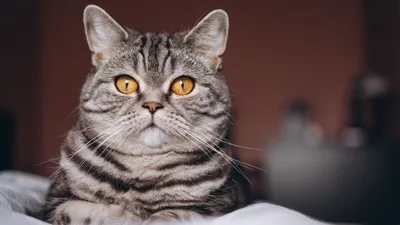 Всех с Новым Годом! 😄😄😄самые смешные и озорные коты 🐈 Подписывайся 👉  @insta_pussies ⠀ Ставь уведомления о новых постах🔔 ⠀ #кот #коты #коти… |  Instagram