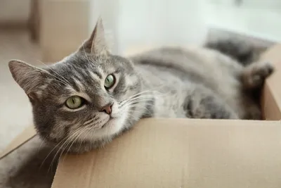 Жирный коти 3d image» — создано в Шедевруме