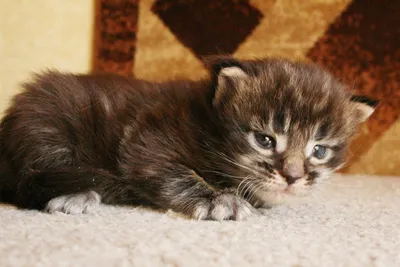 Котенок, возраст 2 недели, если не вывезти его ждет смерть -  forum.zoohelp33.ru