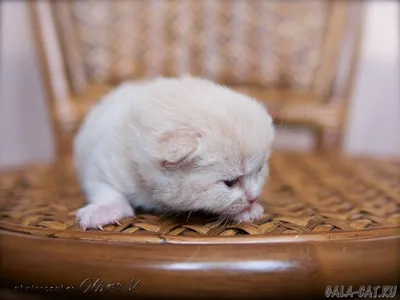 Yummy King Size - Мейн-кун котята, коты, кошки в Ярославле. Питомник  мейн-кунов King Size Ярославль