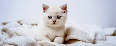Почему у котят голубые глаза и когда они меняют цвет? | Про Кошек | Дзен