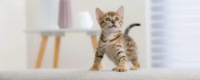Британским котятам две недели - Питомник GALA-CAT