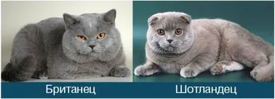Почему Британская и Шотландская порода кошек-это РАЗНЫЕ породы и как их  отличить. | Пикабу