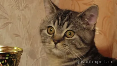 Шотландская вислоухая кошка — Википедия