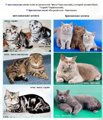 Почему Британская и Шотландская порода кошек-это РАЗНЫЕ породы и как их  отличить. | Пикабу