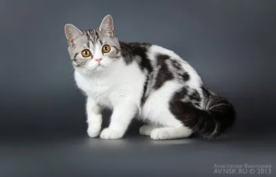 Шотландская вислоухая кошка: характер, особенности содержания / Оффтопик /  iXBT Live