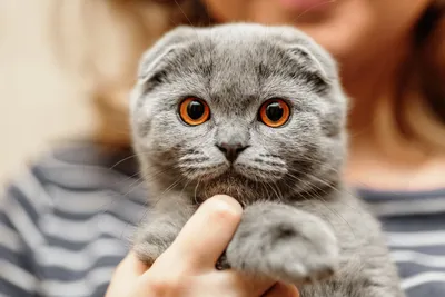Британский вислоухий кот: фото, котята, характер, все о породе британский  вислоухий | Блог зоомагазина Zootovary.com