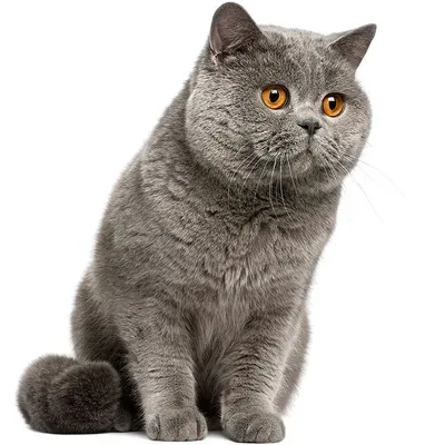 Полезные статьи о британской и шотландской породах кошек: питание, уход,  содержание, вакцинация взрослых котов и котят