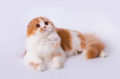 Шотландская вислоухая кошка: фото, характер, описание породы