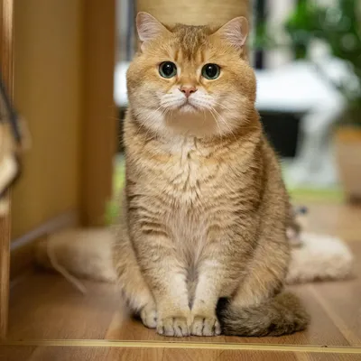 Как отличить шотландского котенка от обычного - Питомцы Mail.ru