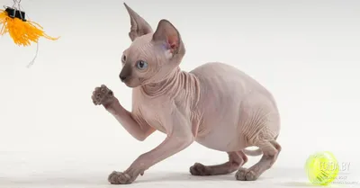 Кошки породы сфинкс: какие они?