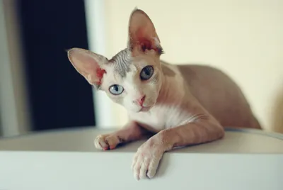 Кошки донского сфинкса - Бенгальские кошки, сервалы и донские сфинксы
