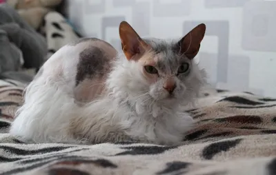 Донской сфинкс: порода кошек без шерсти и с уникальной внешностью» —  создано в Шедевруме