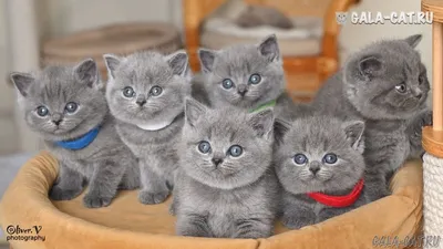 Фото котят голубых британцев фотографии